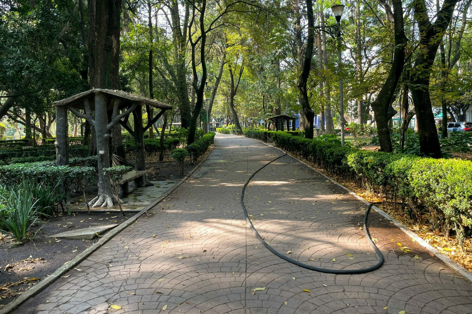 Leafy Parque Mexico in La Condesa, showcasing lush greenery and a vibrant urban park.
