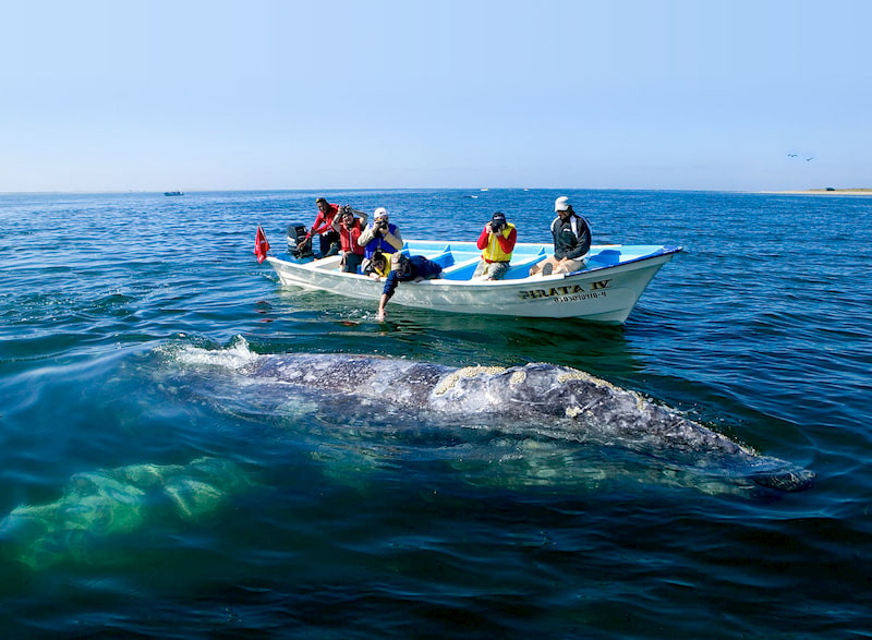 Whale watching tours in Loreto Mexico offer the chance to see magnificent marine life