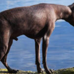 A hairless Xoloitzcuintli dog with a black coat standing outdoors