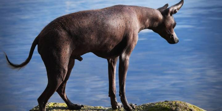 A hairless Xoloitzcuintli dog with a black coat standing outdoors