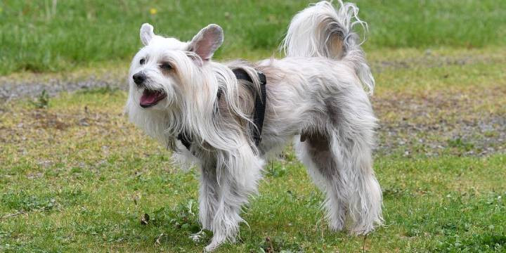 A Powderpuff Chinese Crested dog with long white fur sitting on grass