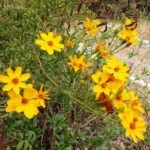 Closeup of a vibrant Mexican Marigold flower showing its golden yellow petals