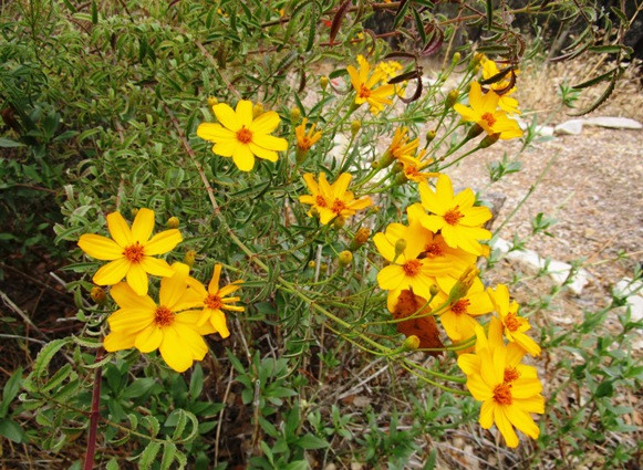 Closeup of a vibrant Mexican Marigold flower showing its golden yellow petals