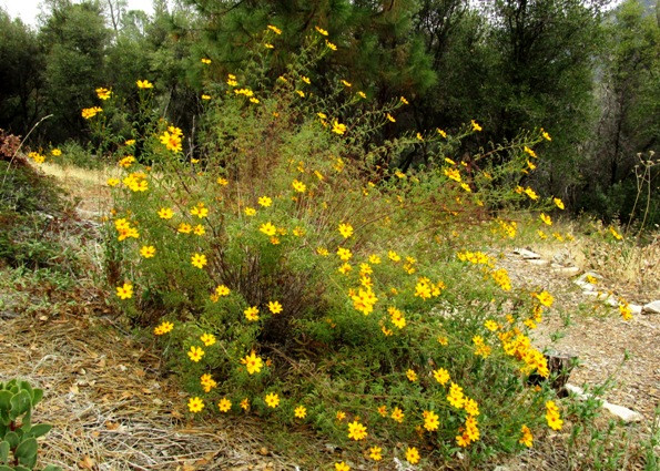 Bushy Mexican Marigold plant showcasing its abundant golden flowers