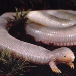 Mexican Mole Lizard digging