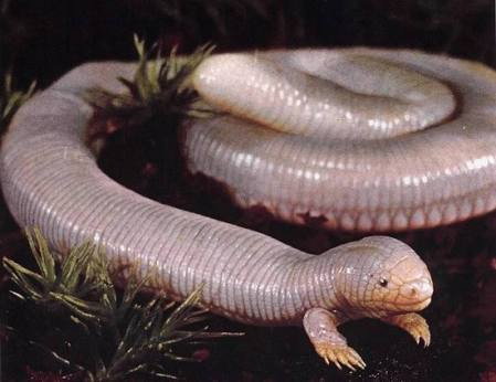 Mexican Mole Lizard digging