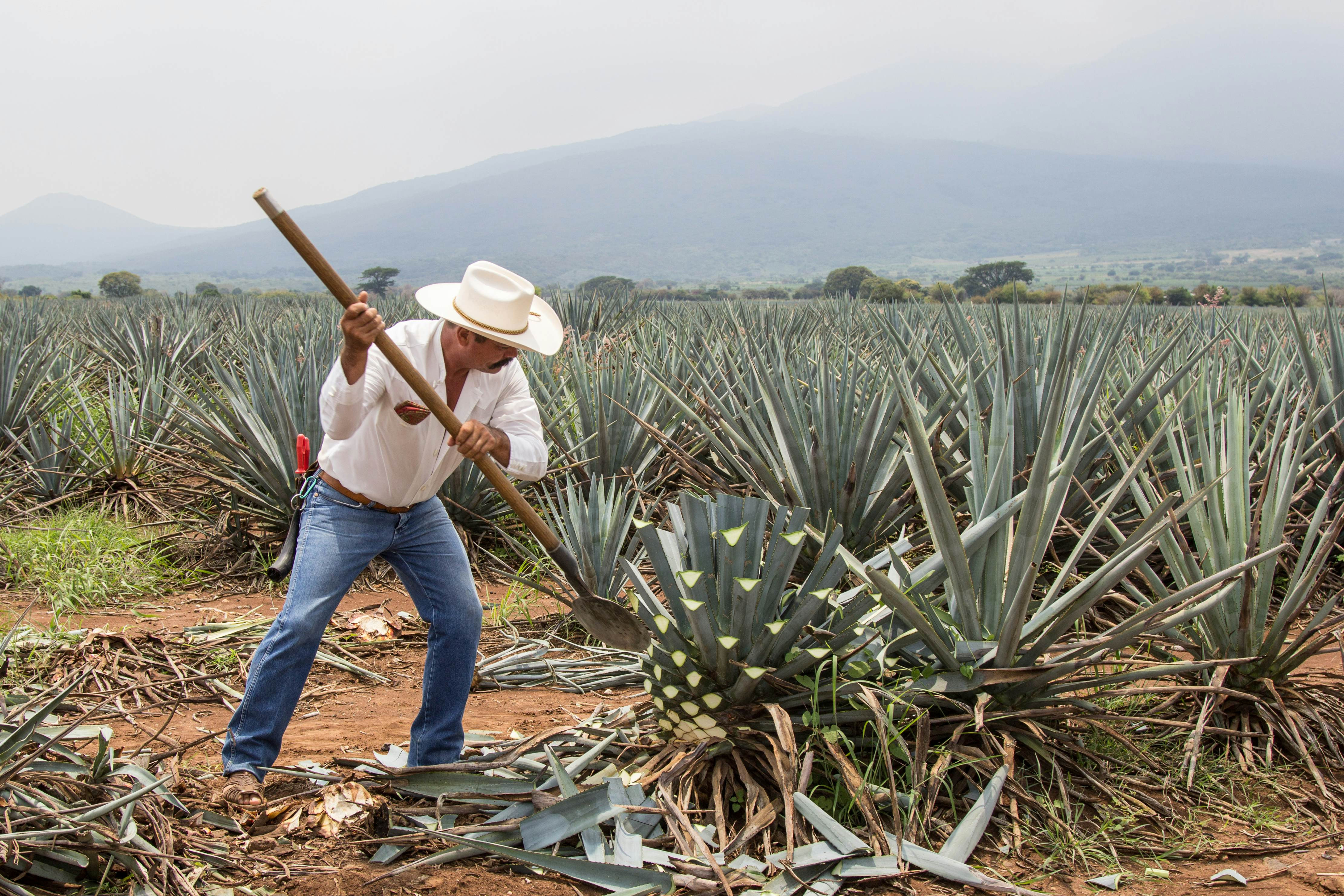 Jimador or Mexican farmer, skilled at harvesting agave for tequila on an agave plantation, Tequila, Jalisco, Mexico. Heavy, manual work, chopping the leaves from the body of the plant.