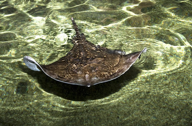 Tourists interacting with stingrays in clear waters at Stingray Beach