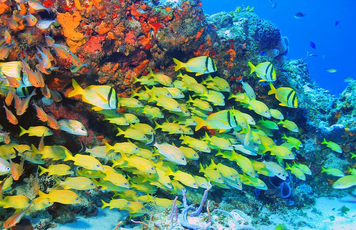 Colorful reef fish and coral viewed from a submarine in Cozumel