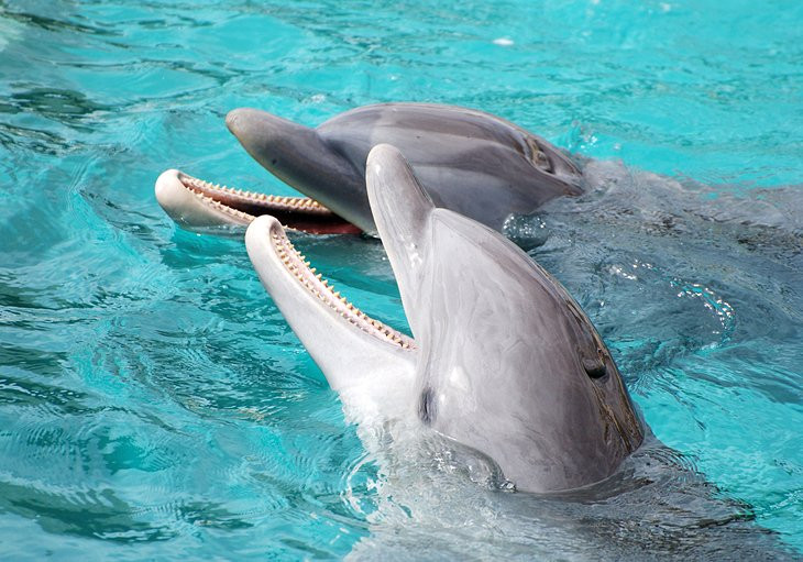 Smiling tourists interacting with dolphins in Cozumel water