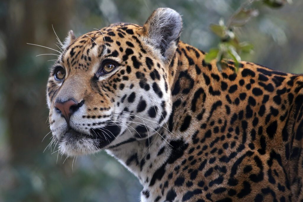 A powerful jaguar, the national mammal of Mexico, resting in its natural habitat, showcasing its rosette patterned coat
