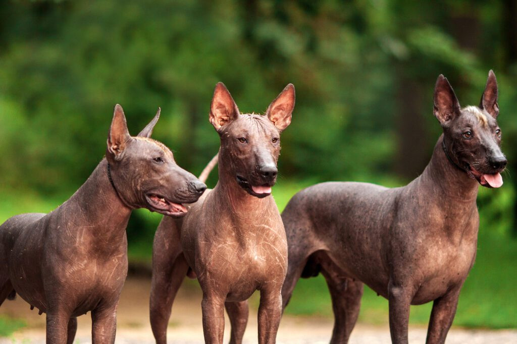 A Xoloitzcuintli, the national dog of Mexico, standing alert, showing its distinctive hairless appearance and noble posture