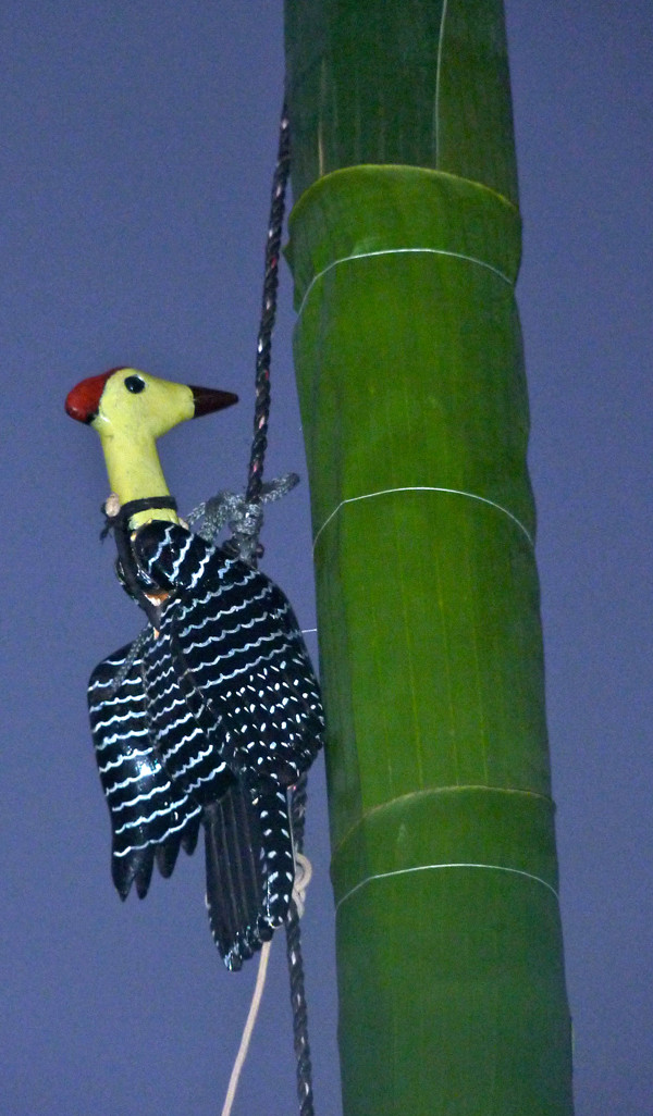 Chénchere puppet in the Dance of the Huehues