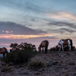 Wild Horses Grazing in Placitas New Mexico