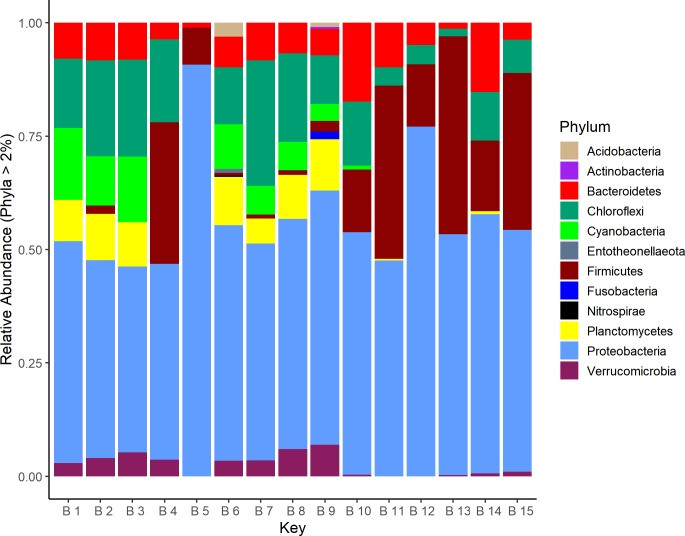 Bacterial Composition at Phylum Level