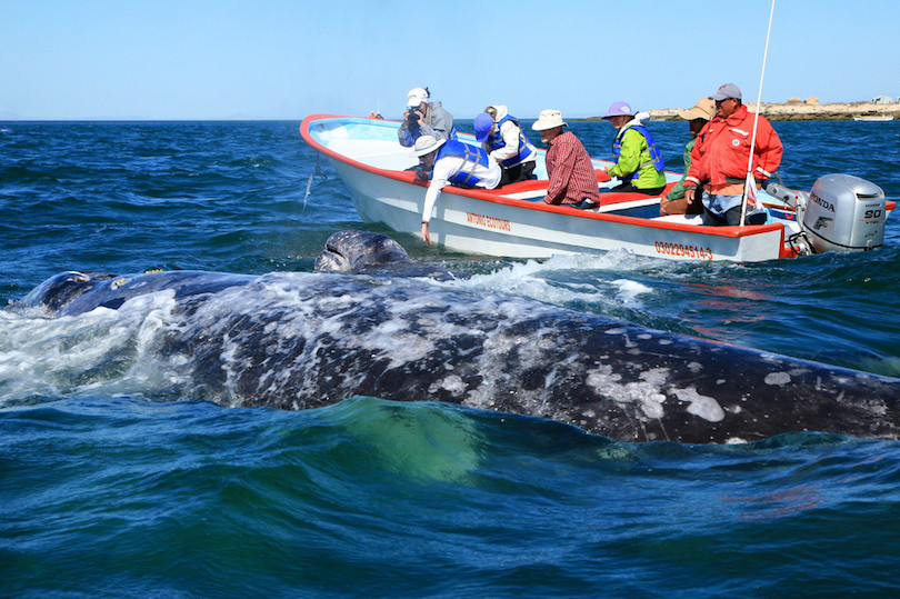 Gray whales breaching in San Ignacio Lagoon, Baja California Sur, Mexico