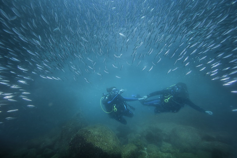 Scuba diving tours in Loreto Baja California Sur Mexico, exploring the underwater world
