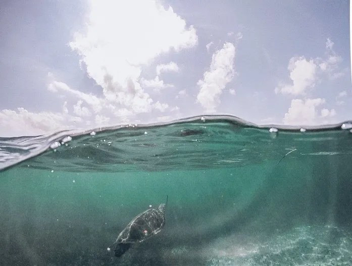 Sea turtle swimming gracefully in the clear waters of Akumal Bay, Mexico