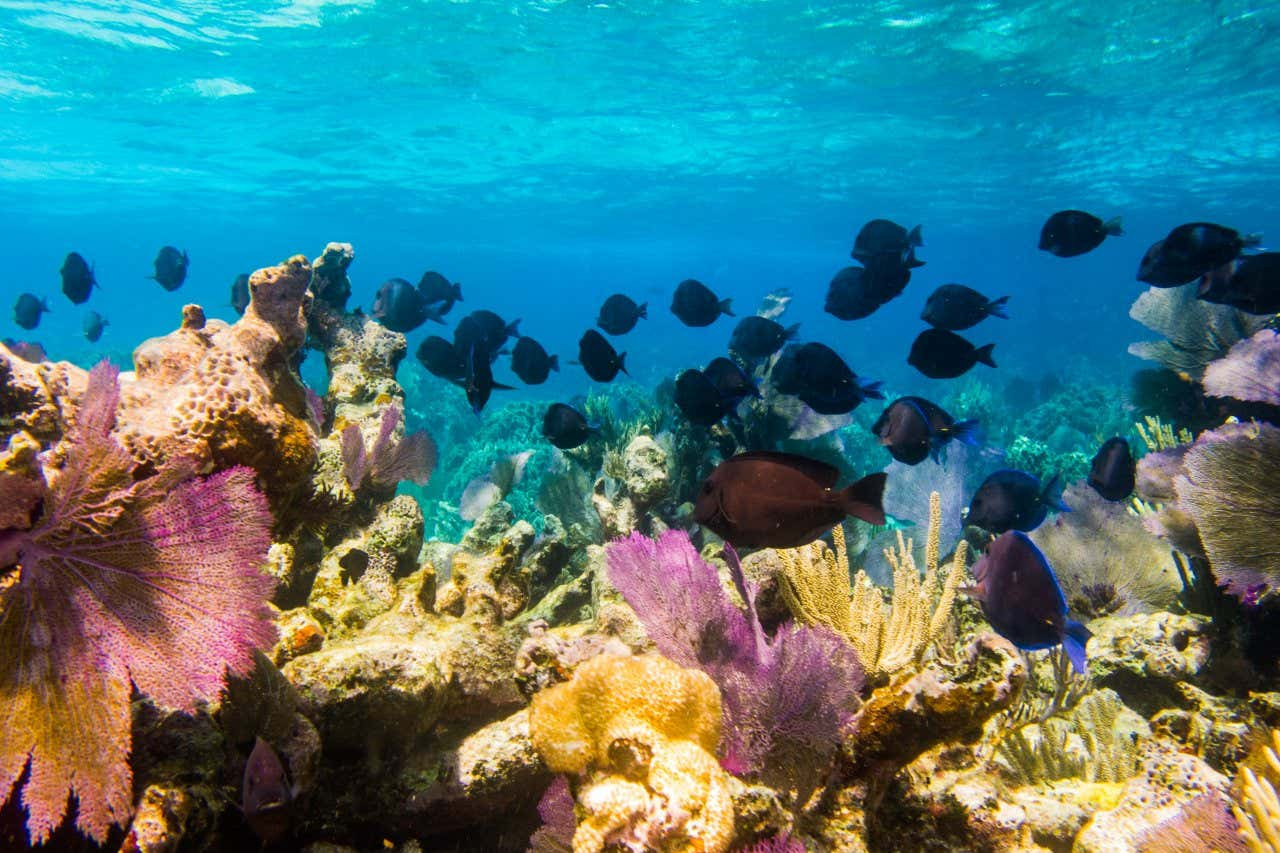 Vibrant coral reef ecosystem of the Mesoamerican Reef, the second largest in the world, teeming with colorful fish.