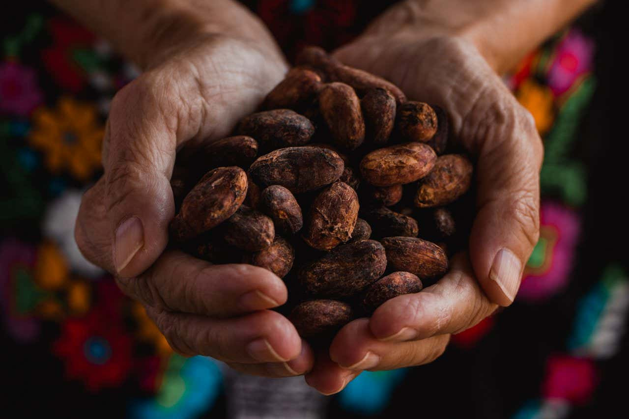 Close-up of raw cocoa beans, highlighting Mexico's historical role in bringing chocolate to the world, with ancient civilizations cultivating cacao for millennia.