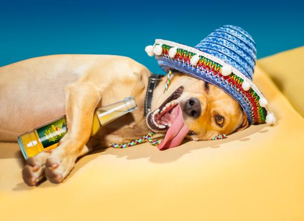 A humorous image of a Chihuahua wearing a tiny sombrero, playfully suggesting a fun and festive atmosphere at Mexican Sugar.