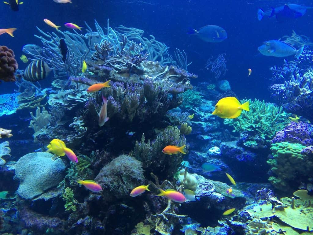 Undersea shot of tropical brightly colored fish and coral