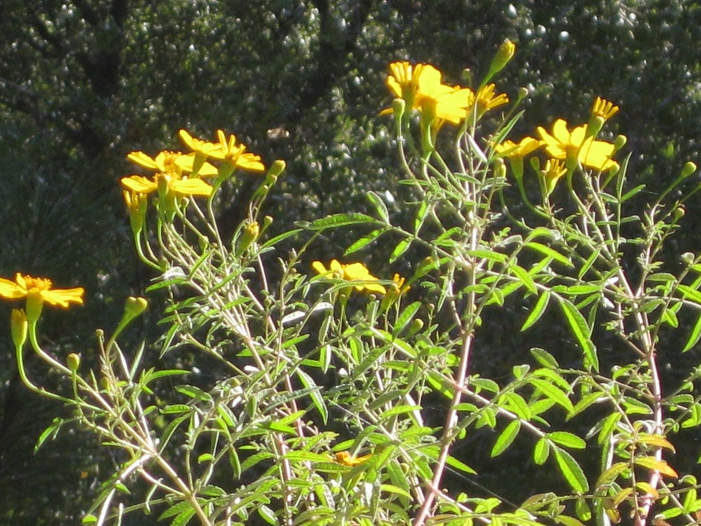 Mexican Marigold plant reaching towards the sunlight in mid-November