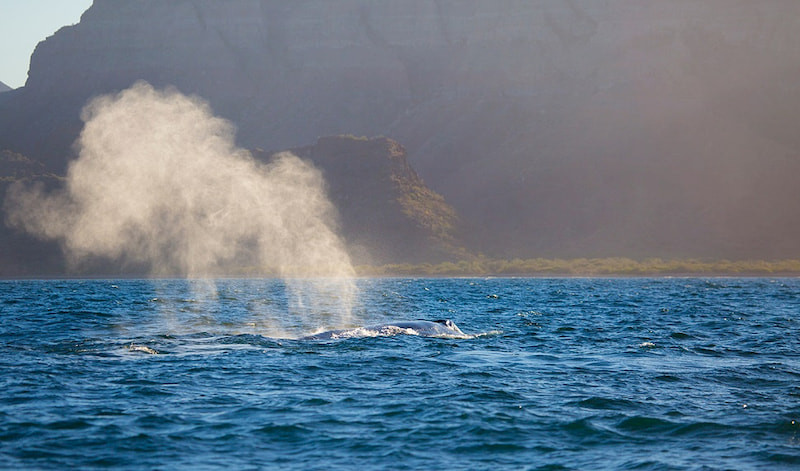 Experience the wonder of whale watching in Loreto Baja California Mexico during migration season