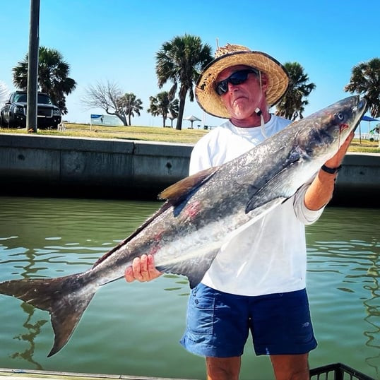 Cobia caught near Port Aransas, TX