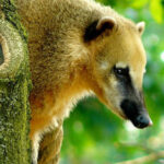Coati portrait