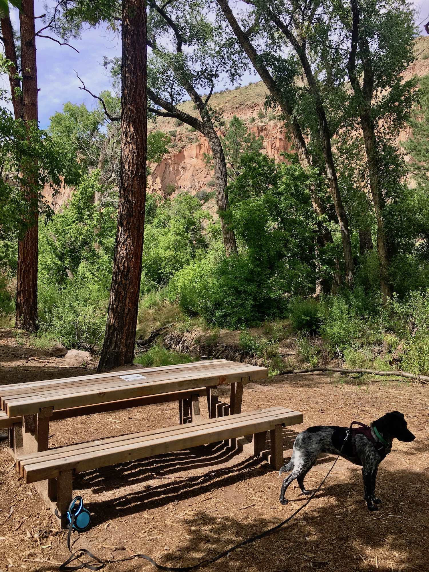 Juniper at dog-friendly Cottonwood picnic area in Bandelier National Monument