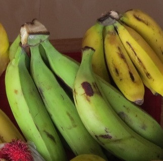 alt text: A bunch of green plantains hanging from a tree.