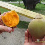 alt text: Sapote fruit cut open to reveal bright orange flesh and large pit.