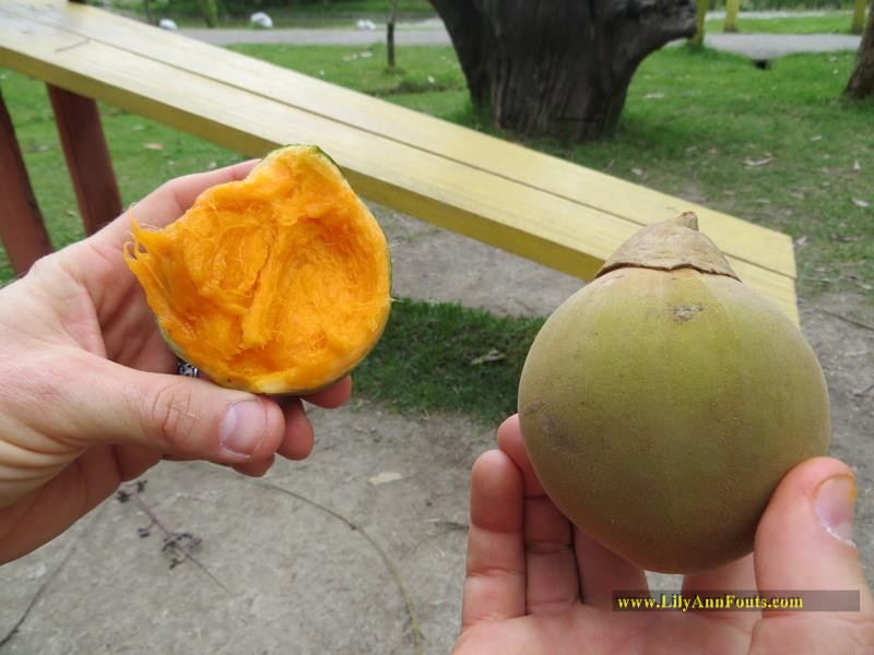 alt text: Sapote fruit cut open to reveal bright orange flesh and large pit.