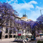 People walk a sidewalk under jacaranda trees bursting with purple blossoms, next to a large domed building