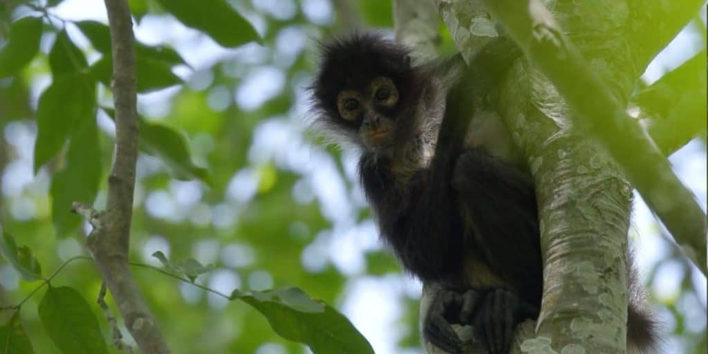 Geoffroy's Spider Monkey in a lush forest canopy, Mexico