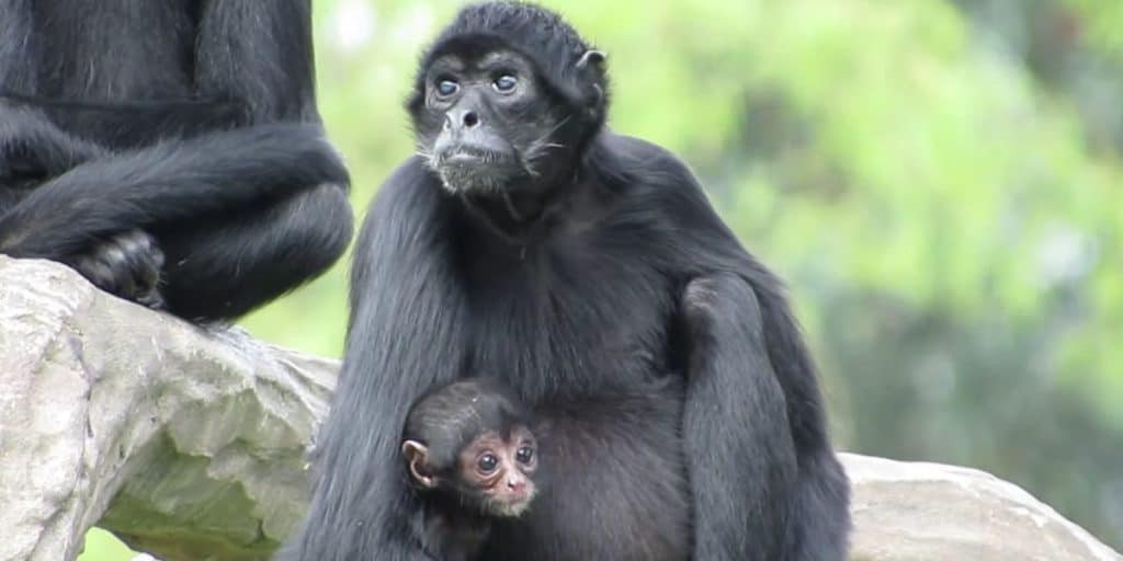 Black-headed Spider Monkey perched on a tree branch, Mexico