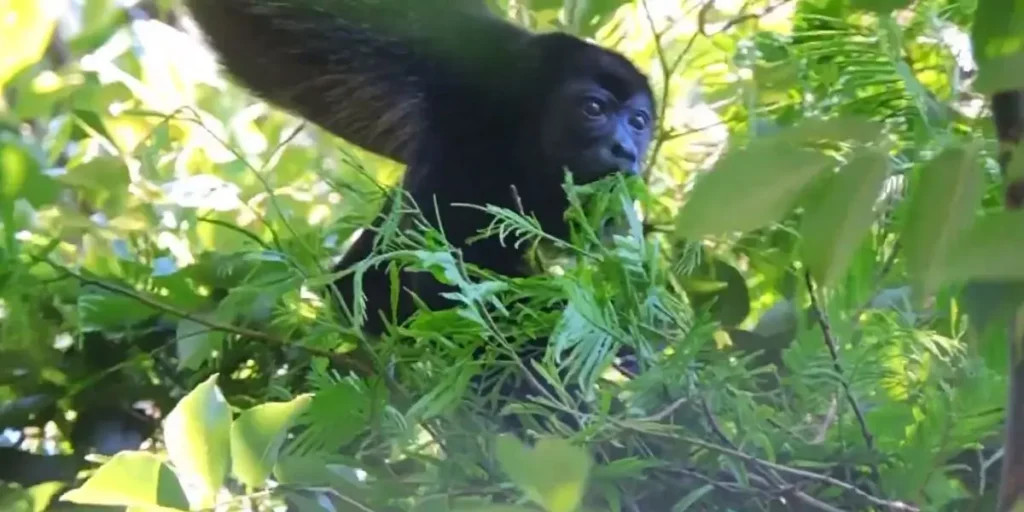 Mantled Howler Monkey howling in the forest, Mexico