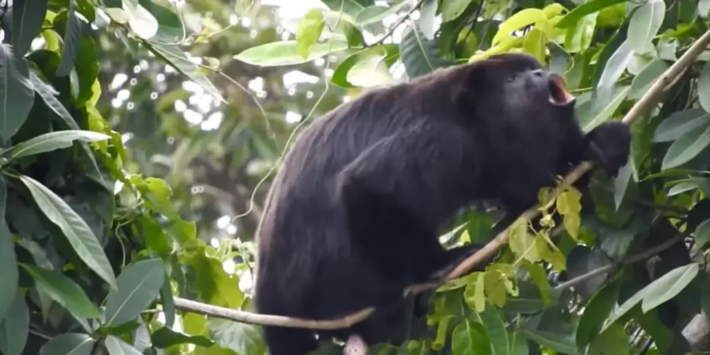 Black Howler Monkey in the Yucatan Peninsula
