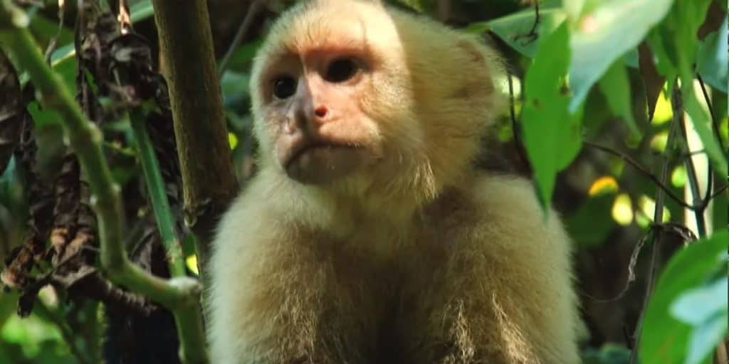 White-headed Capuchin with a playful expression, Mexico
