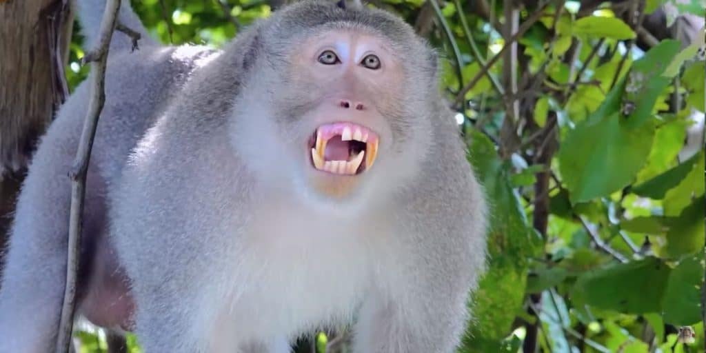 Stump-tailed Macaques on Monkey Island, Mexico