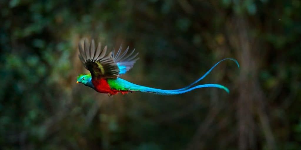 Quetzals in the cloud forests of Chiapas, Mexico