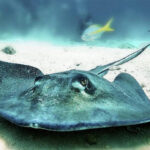 Southern Stingray gracefully gliding through the clear waters of the Gulf of Mexico