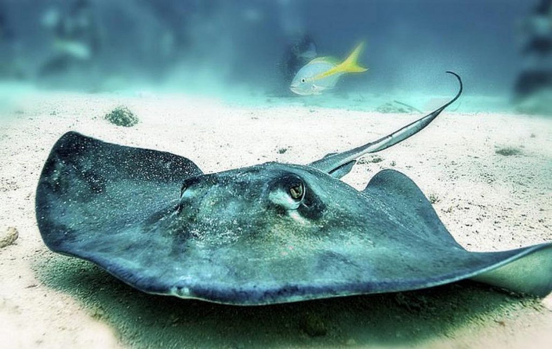 Southern Stingray gracefully gliding through the clear waters of the Gulf of Mexico
