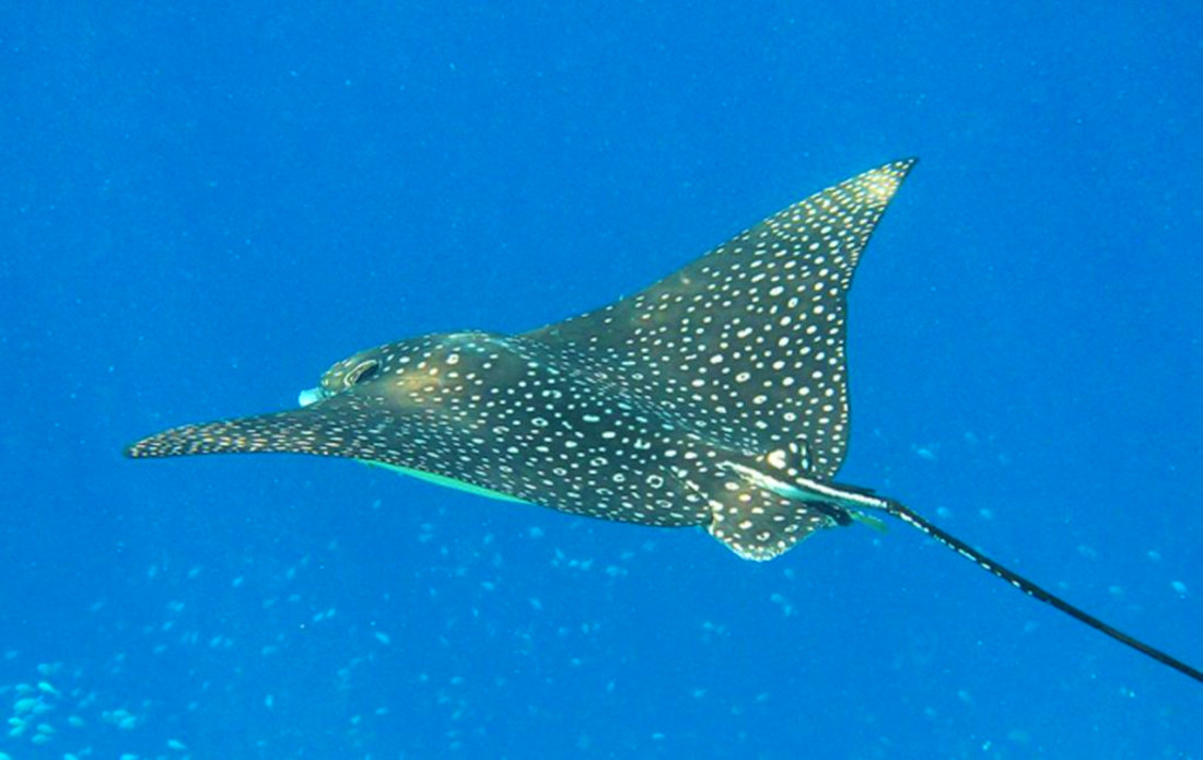 A Spotted Eagle Ray swimming elegantly in the Gulf of Mexico, showcasing its distinctive white spots