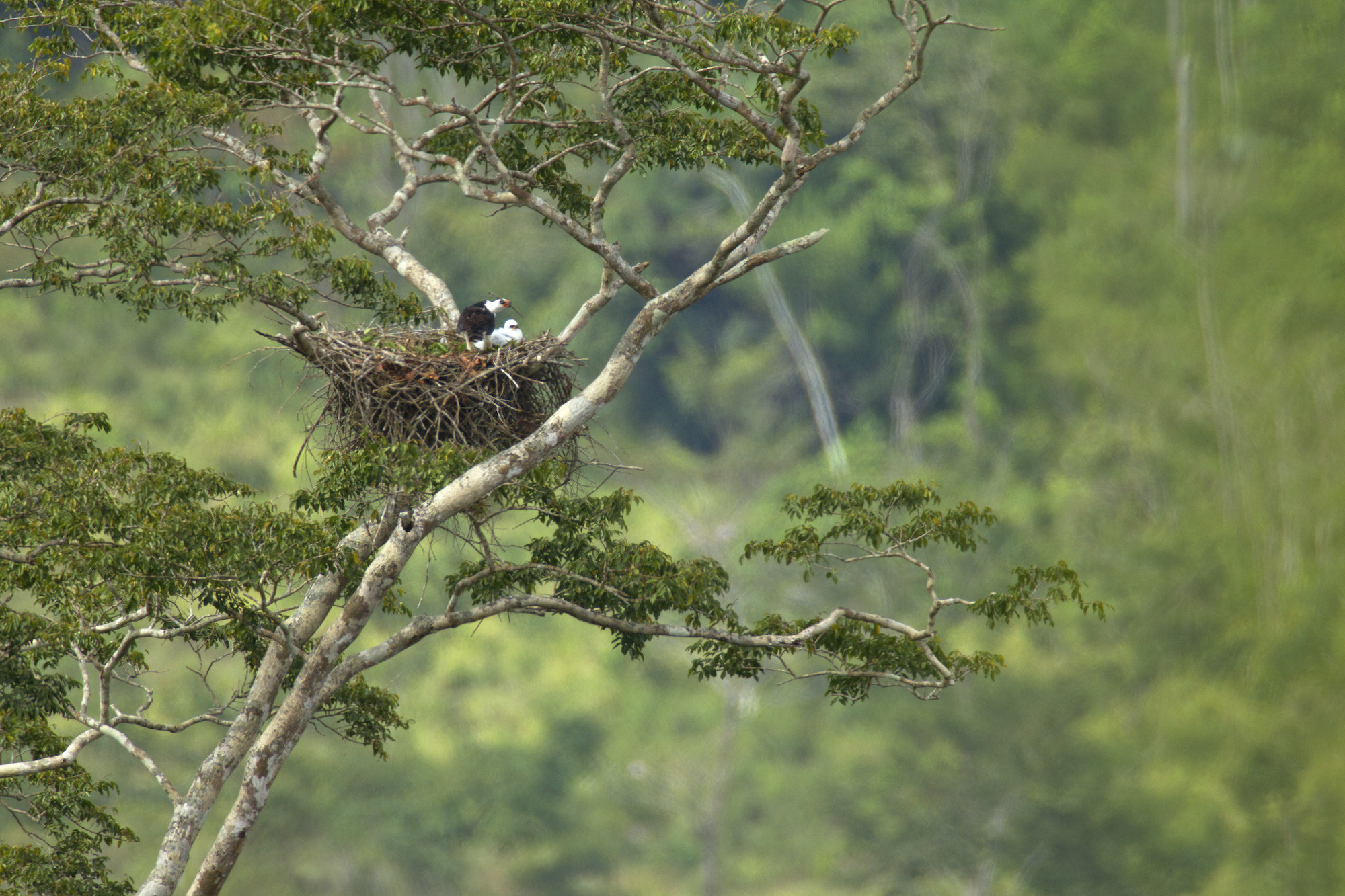 Black-and-white hawk-eagles carry dry, green branches to their nest, possibly to keep it fresh or repel insects.