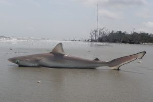 Atlantic sharpnose shark on the beach