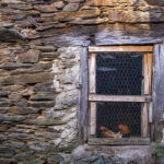 Spanish Colonization - domesticated chicken