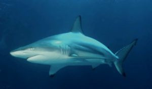 Blacktip shark in the Gulf of Mexico
