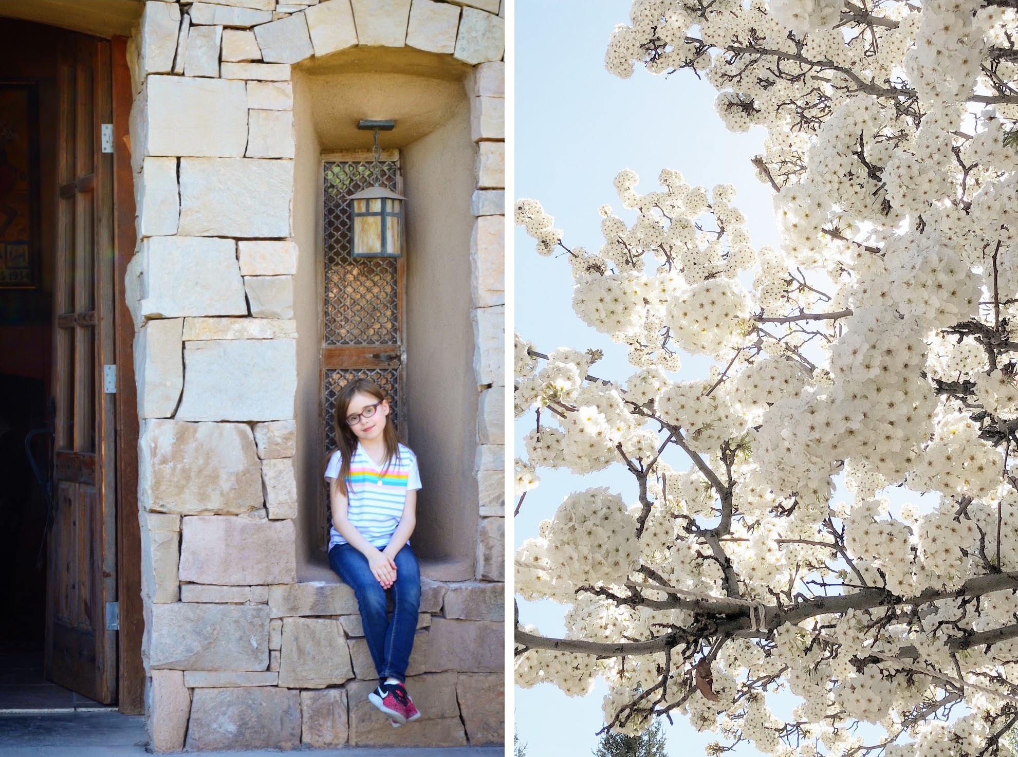 New Mexico in bloom